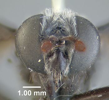 Media type: image;   Entomology 10655 Aspect: head frontal view